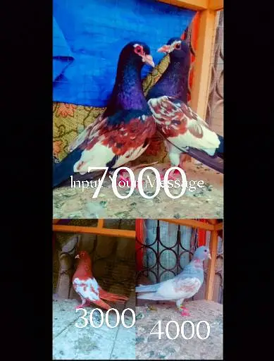 Black khal breeder pair+ kasni or Lal khaal pigeons for sale kabotar