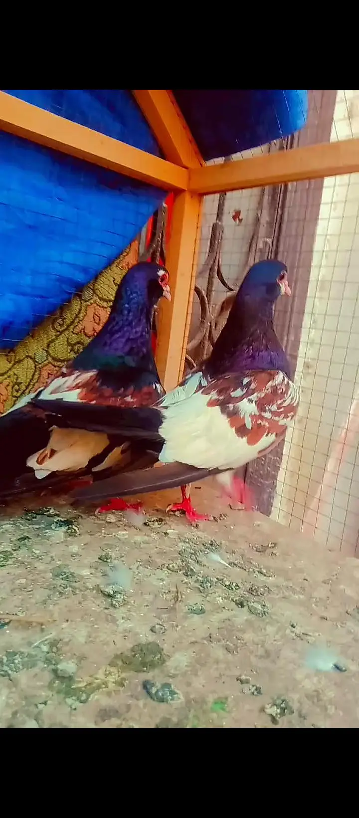 Black khal breeder pair+ kasni or Lal khaal pigeons for sale kabotar — photo 2