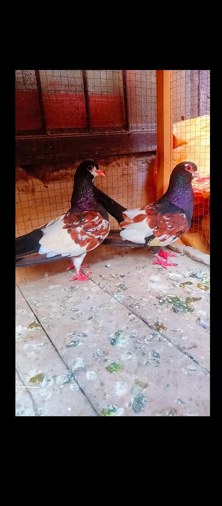 Black khal breeder pair+ kasni or Lal khaal pigeons for sale kabotar — photo 3