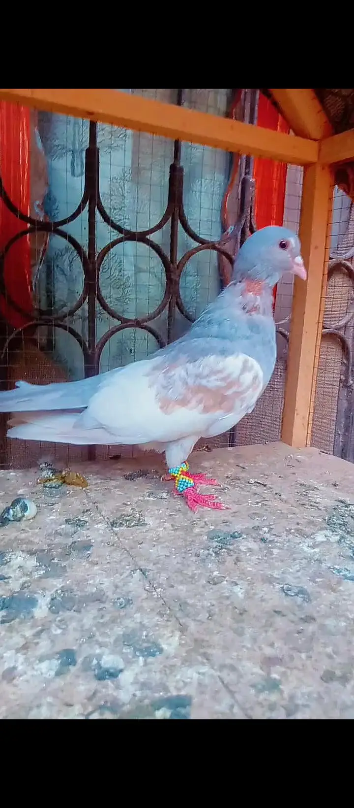 Black khal breeder pair+ kasni or Lal khaal pigeons for sale kabotar — photo 4