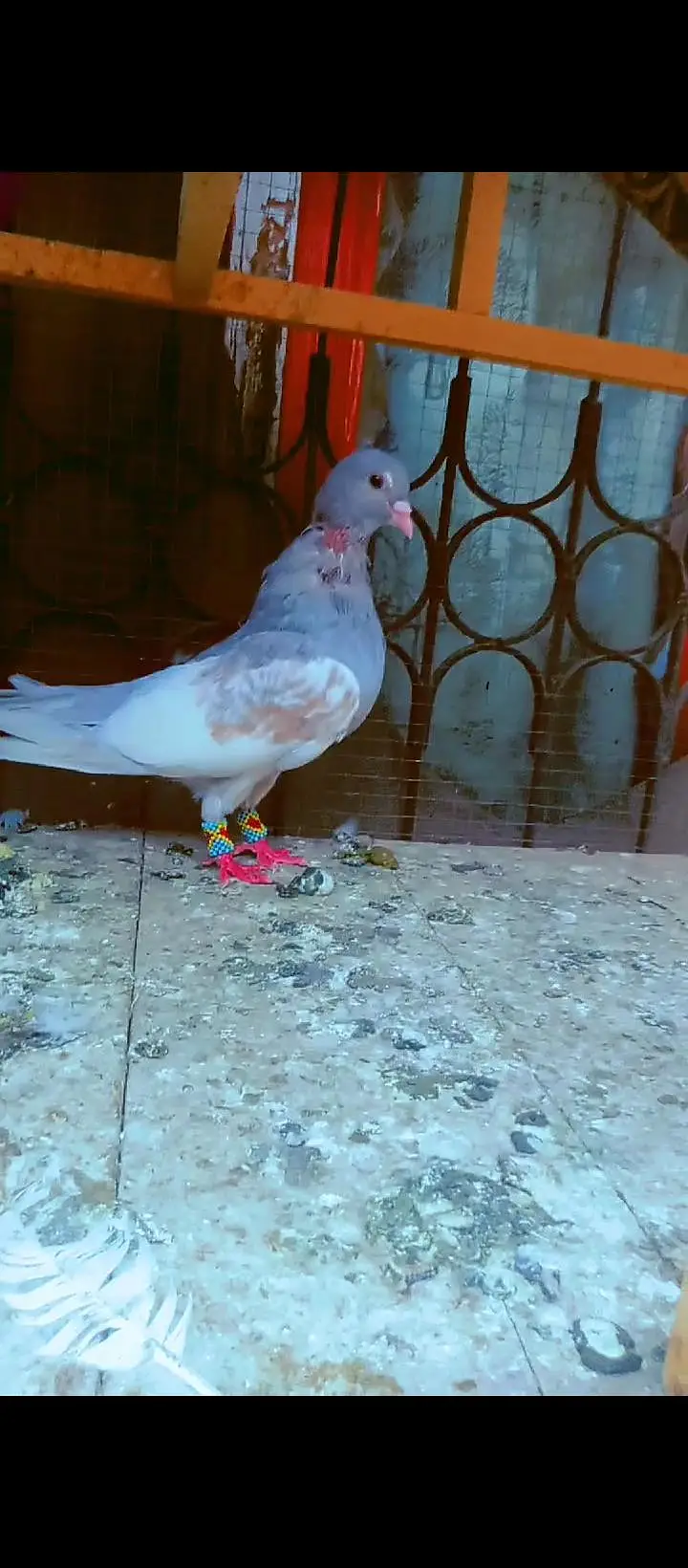 Black khal breeder pair+ kasni or Lal khaal pigeons for sale kabotar — photo 5