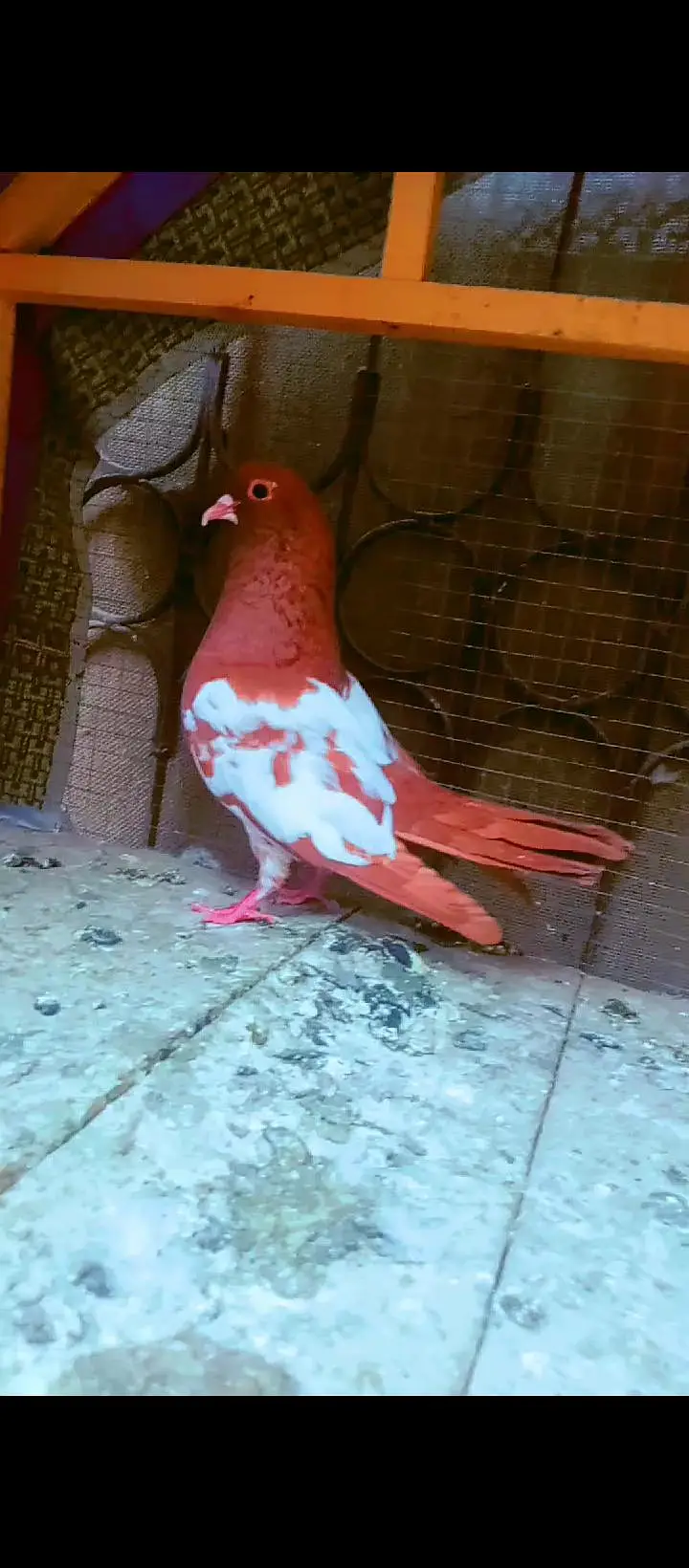 Black khal breeder pair+ kasni or Lal khaal pigeons for sale kabotar — photo 6