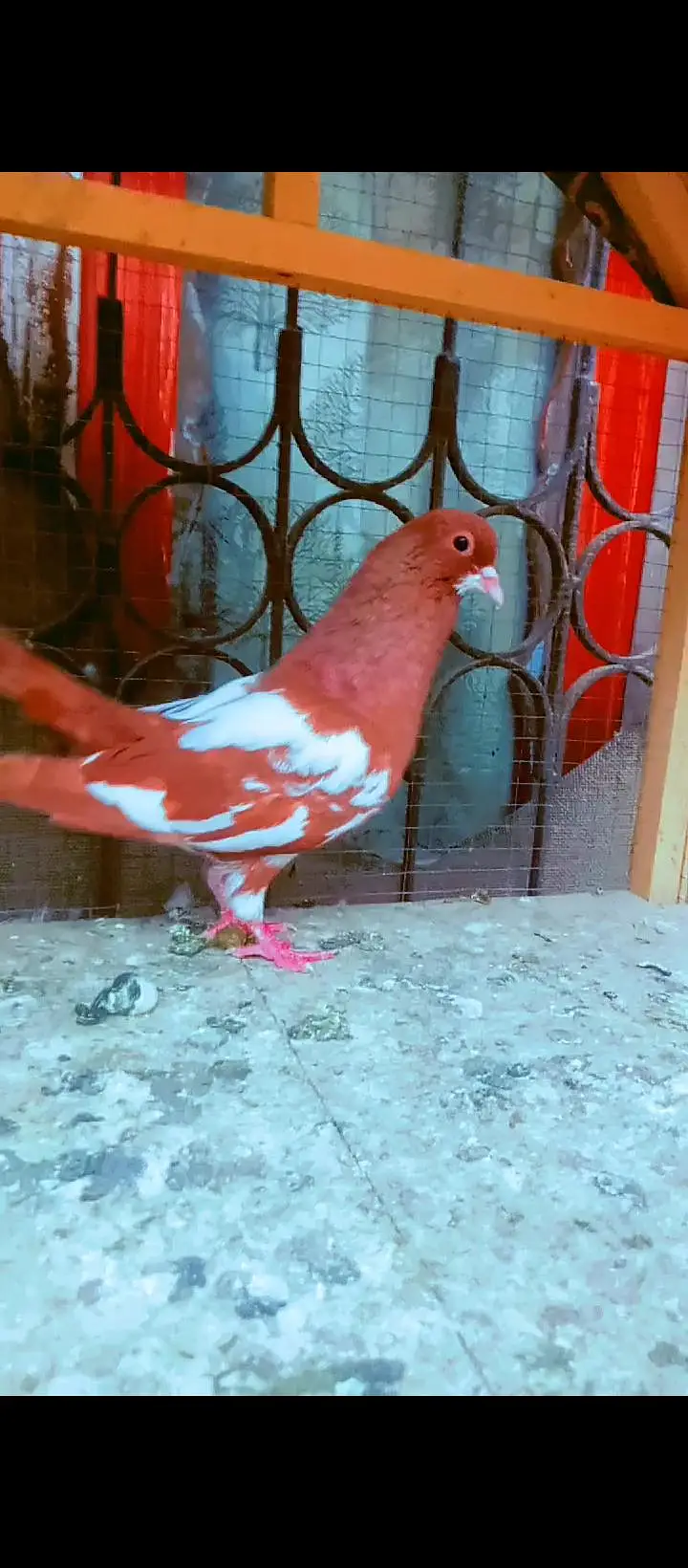 Black khal breeder pair+ kasni or Lal khaal pigeons for sale kabotar — photo 7