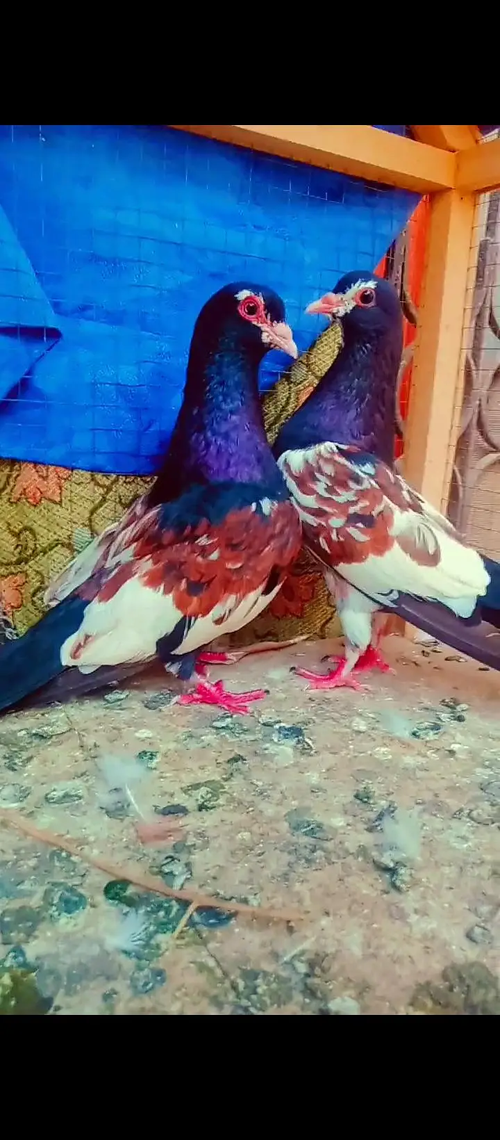 Black khal breeder pair+ kasni or Lal khaal pigeons for sale kabotar — photo 8