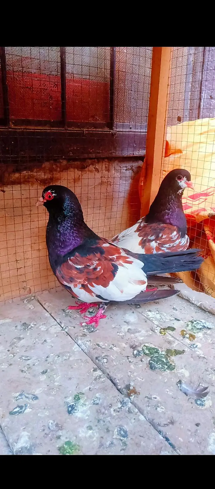 Black khal breeder pair+ kasni or Lal khaal pigeons for sale kabotar — photo 9