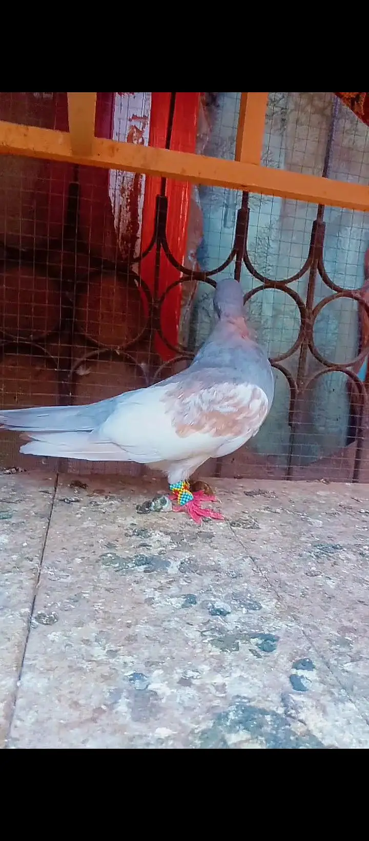 Black khal breeder pair+ kasni or Lal khaal pigeons for sale kabotar — photo 10