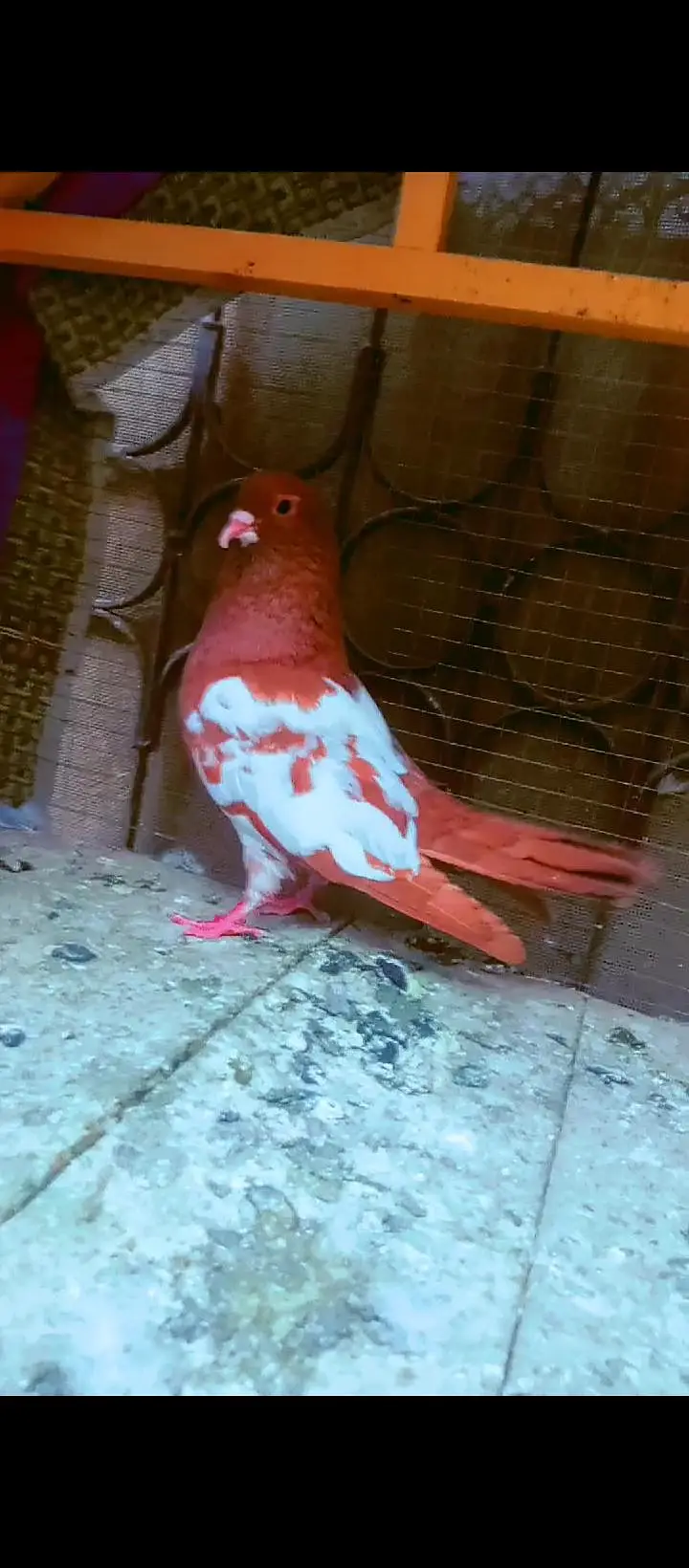 Black khal breeder pair+ kasni or Lal khaal pigeons for sale kabotar — photo 11