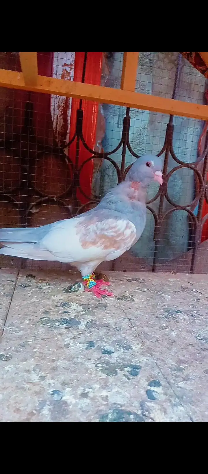 Black khal breeder pair+ kasni or Lal khaal pigeons for sale kabotar — photo 12