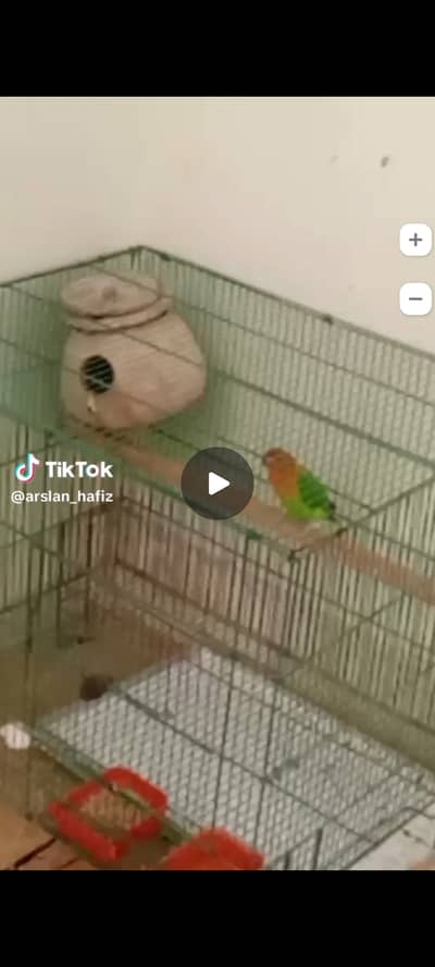 Beautiful Green Lovebirds Breeder pair with Cage