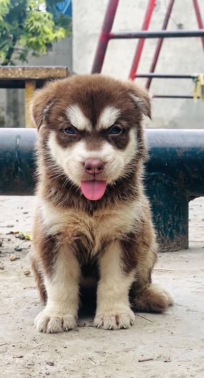 Top Notch Copper n White Siberian Husky Pup