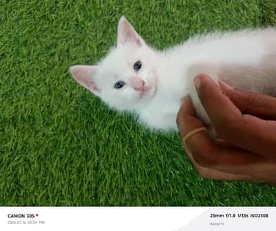 1 persian baby cat white eye  male   for sell