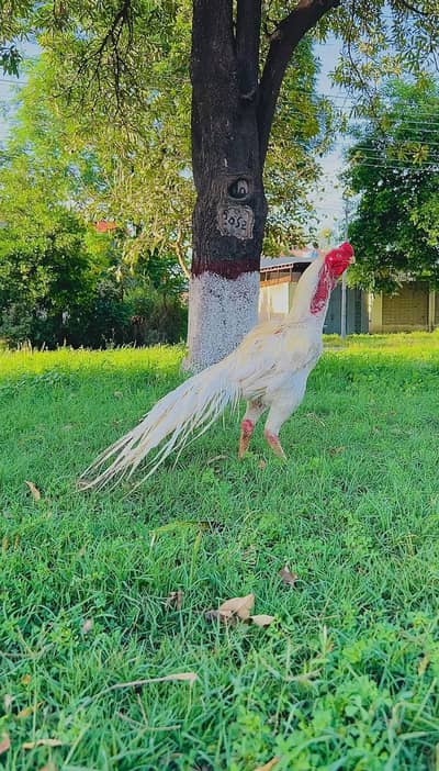 Indain Parrot Beak Male Available