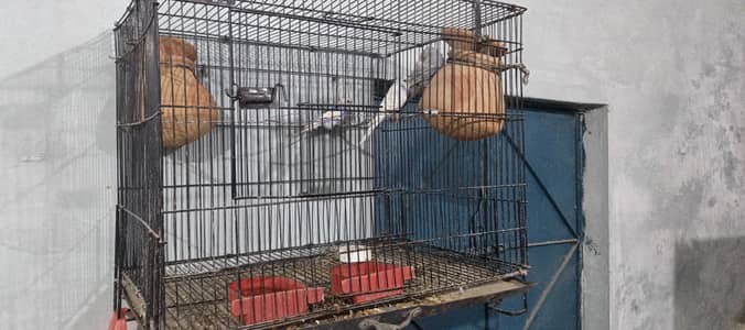 mujai cage k sath sale karna hain total 3 hain