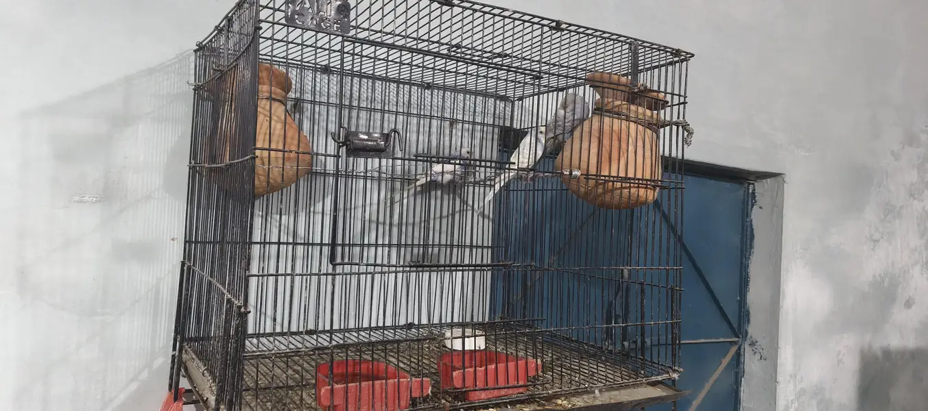 mujai cage k sath sale karna hain total 3 hain — photo 2