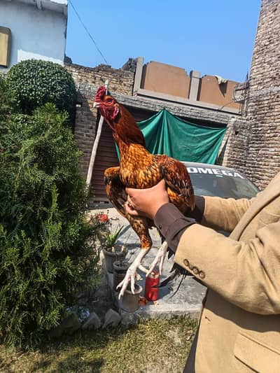 Peela shajra parrot beek