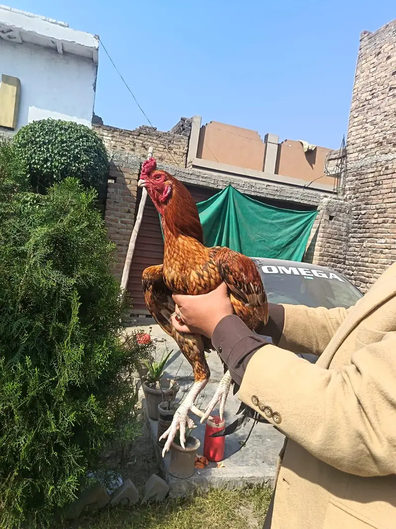Peela shajra parrot beek — photo 2