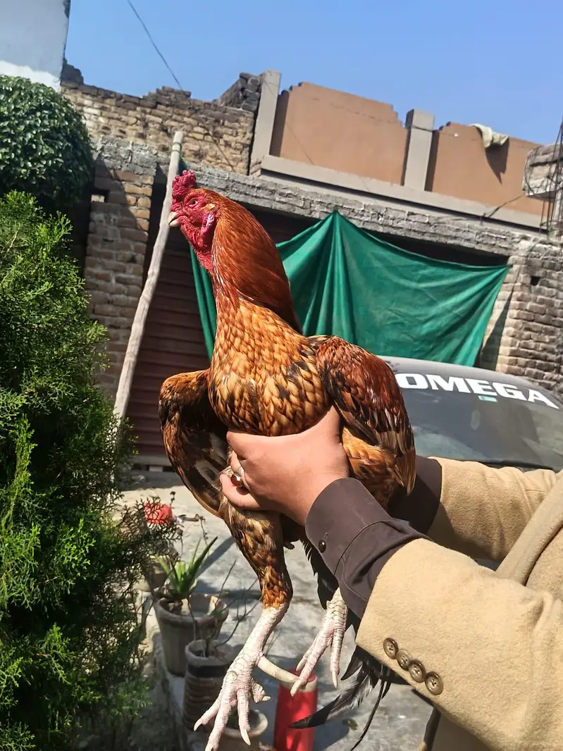Peela shajra parrot beek — photo 3