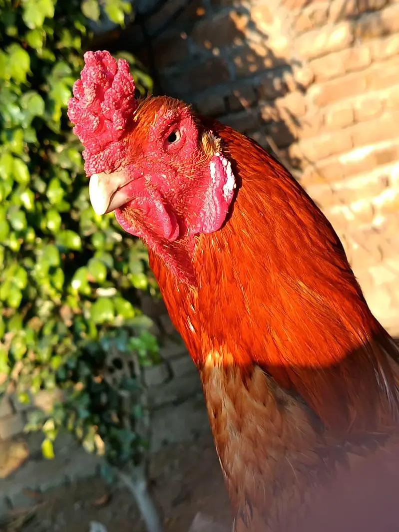 Peela shajra parrot beek — photo 4