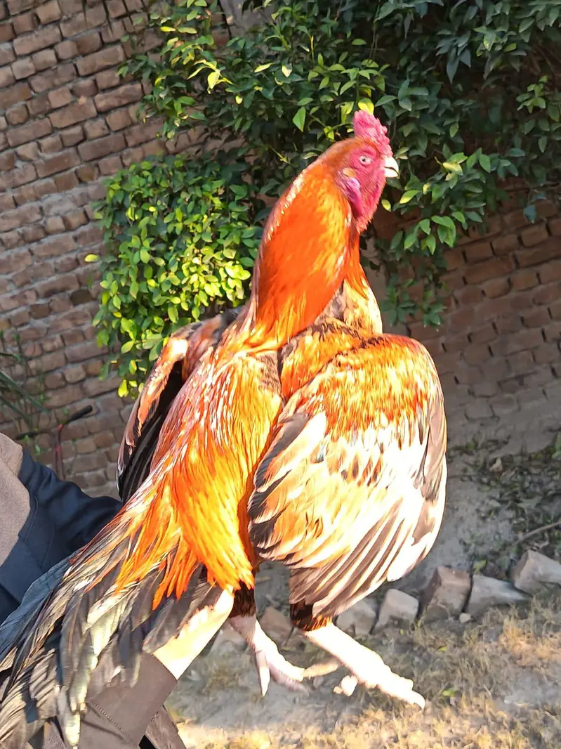 Peela shajra parrot beek — photo 6