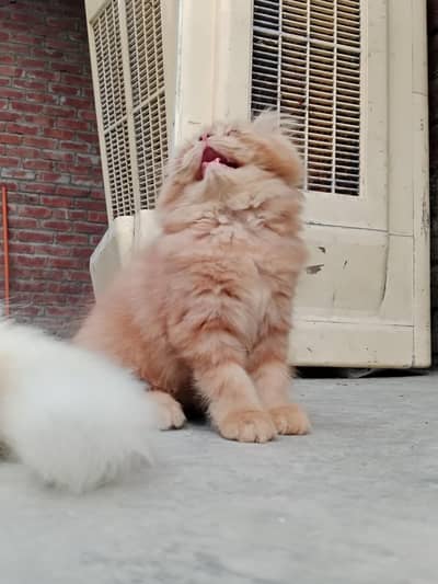 Kitten for sale punch face
