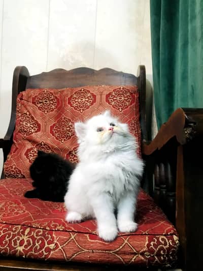 kitten for sale 2 month