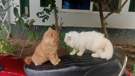triple coat punch face kitten for sale