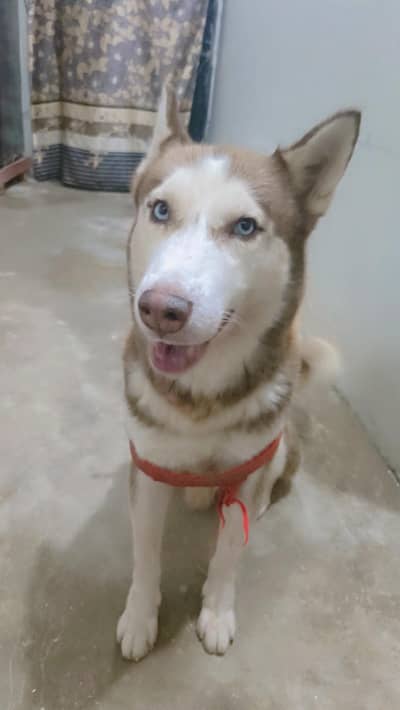 friendly or family dog hai bite bilkul b nhi karta fully intelligent