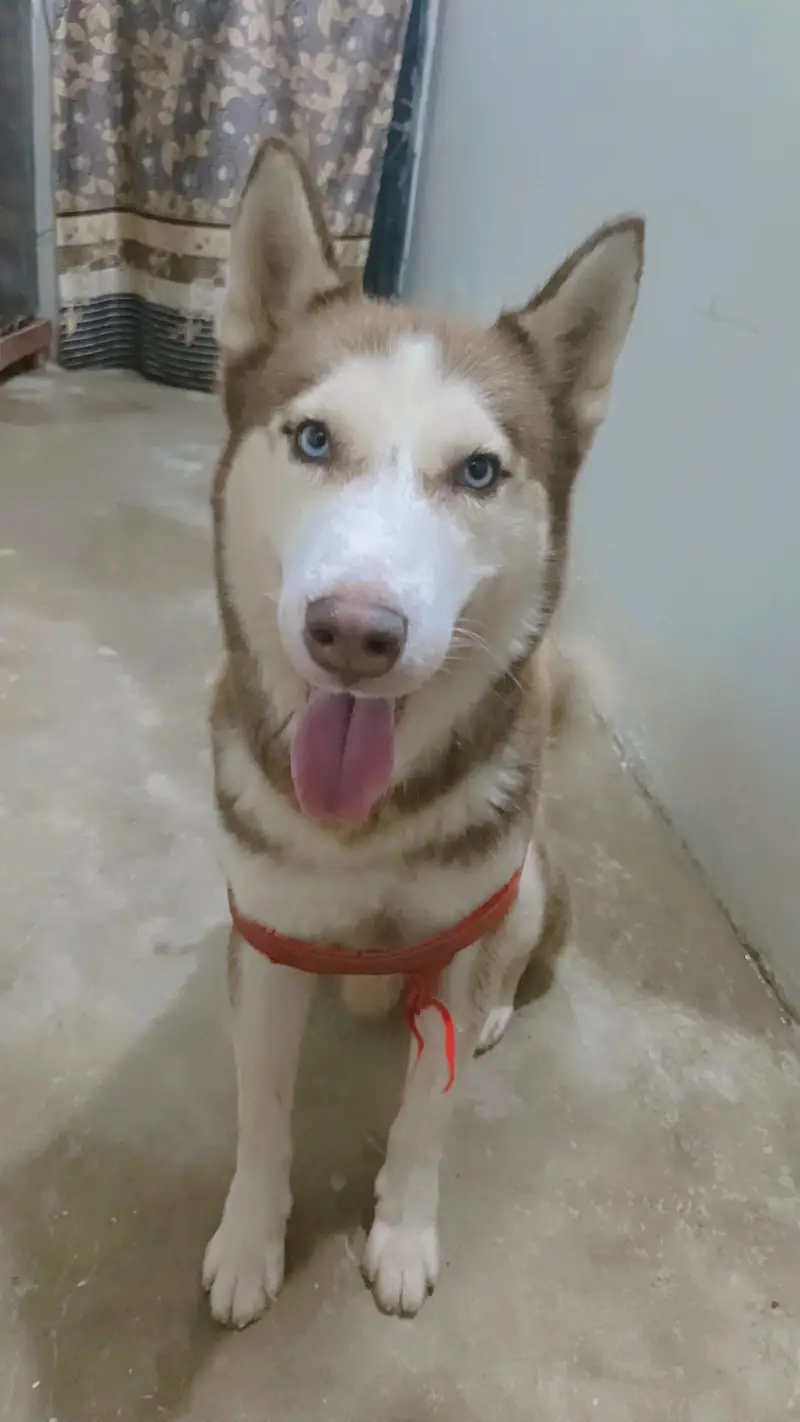 friendly or family dog hai bite bilkul b nhi karta fully intelligent — photo 2