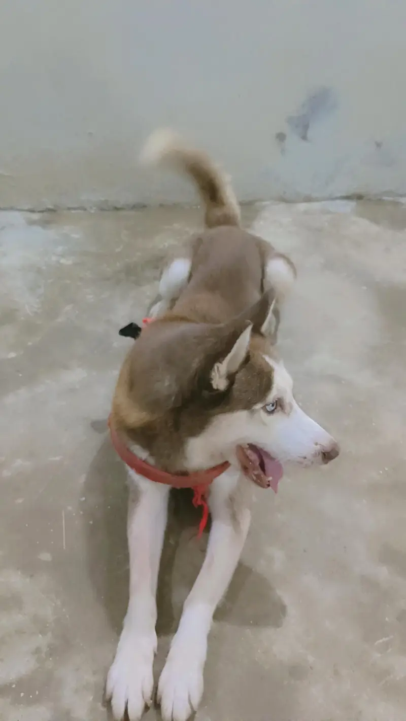 friendly or family dog hai bite bilkul b nhi karta fully intelligent — photo 3