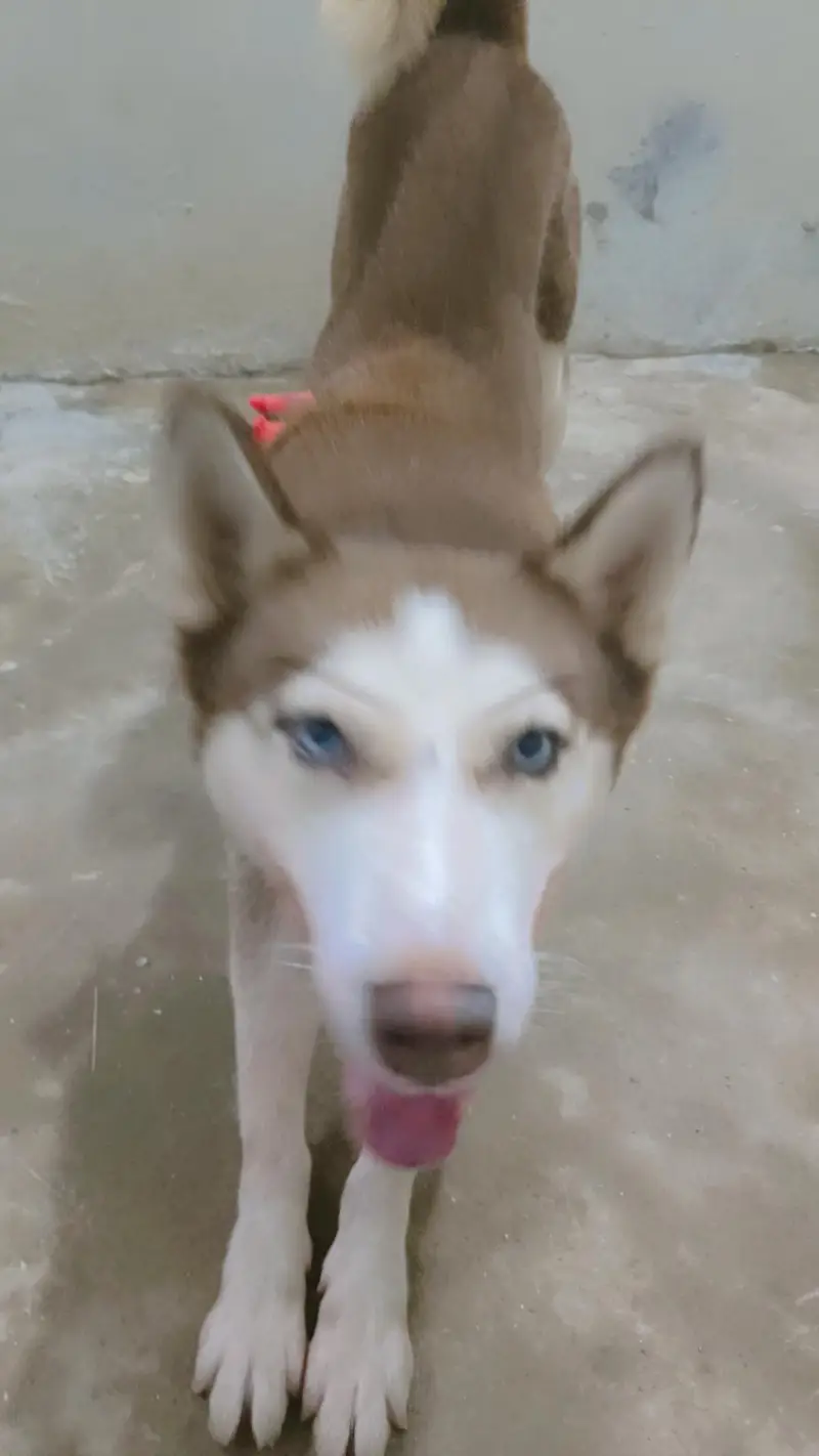 friendly or family dog hai bite bilkul b nhi karta fully intelligent — photo 4