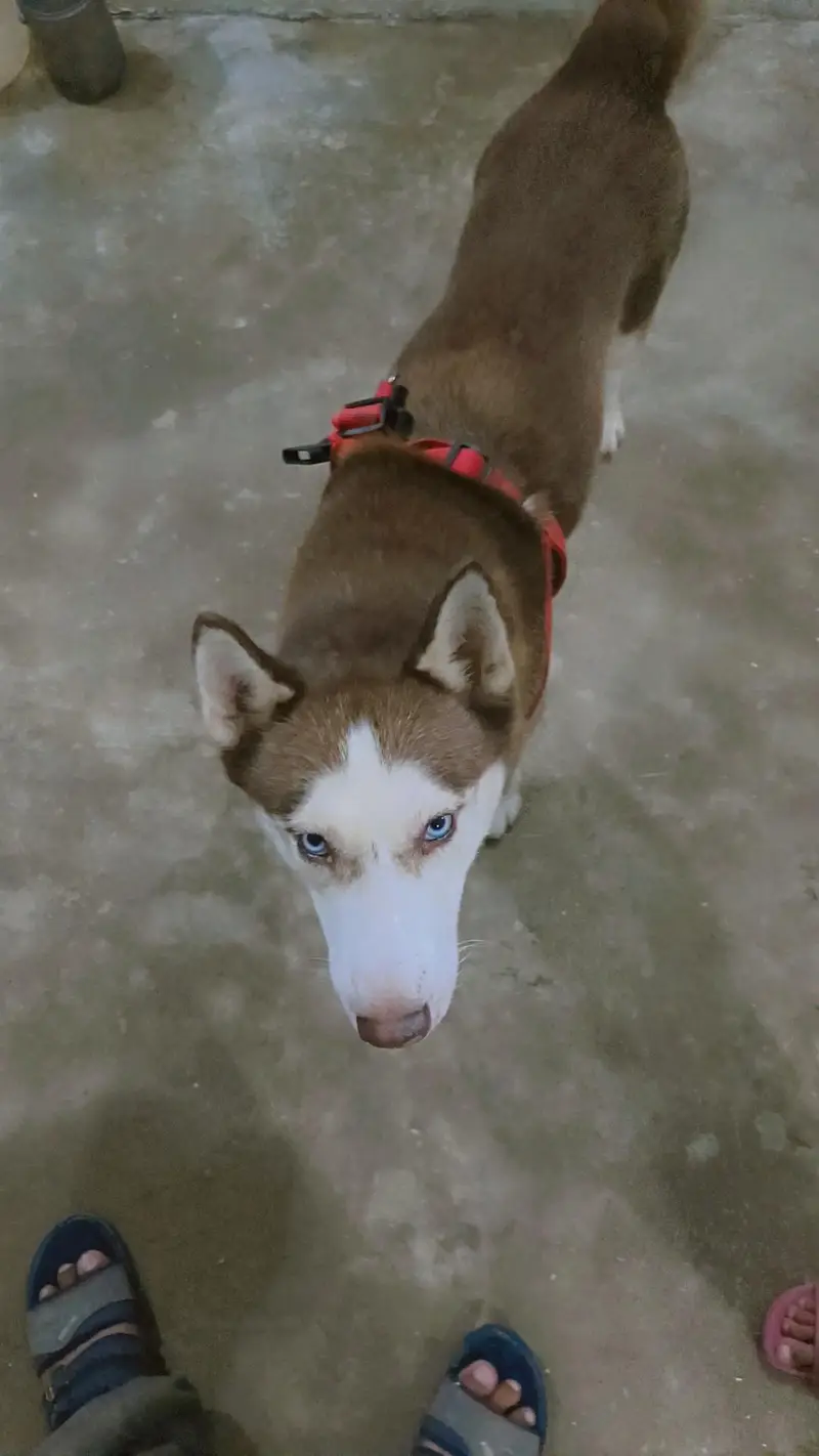 friendly or family dog hai bite bilkul b nhi karta fully intelligent — photo 5
