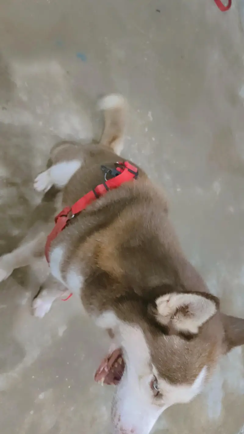 friendly or family dog hai bite bilkul b nhi karta fully intelligent — photo 6