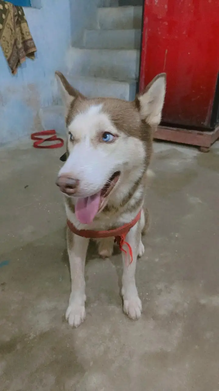 friendly or family dog hai bite bilkul b nhi karta fully intelligent — photo 7
