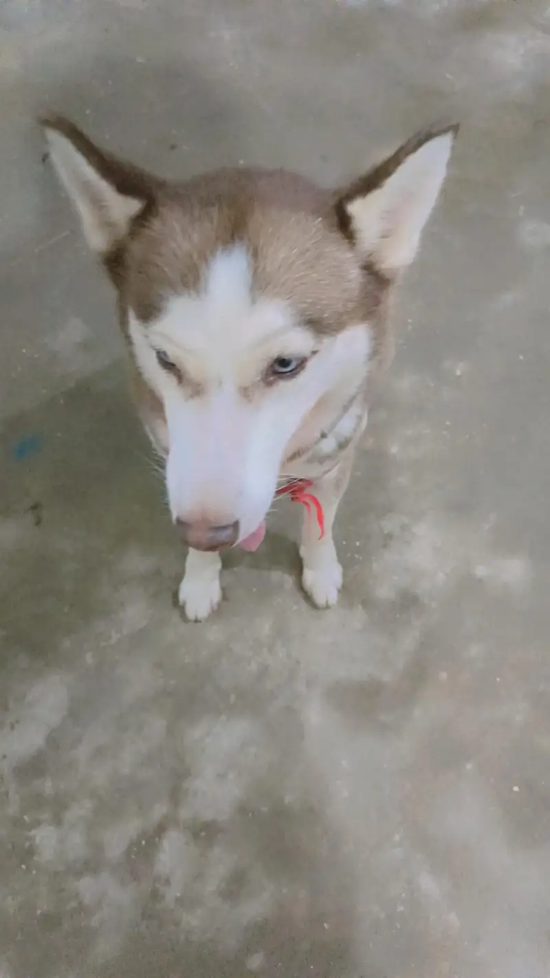 friendly or family dog hai bite bilkul b nhi karta fully intelligent — photo 8