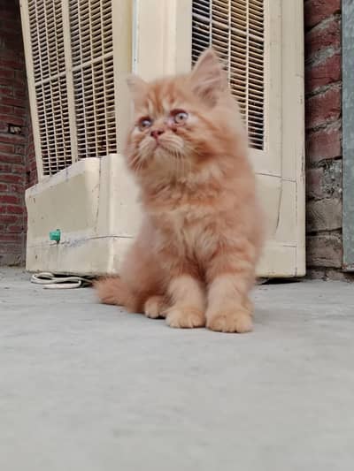kittens for sale
