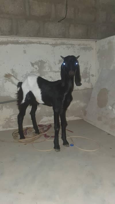 bakra