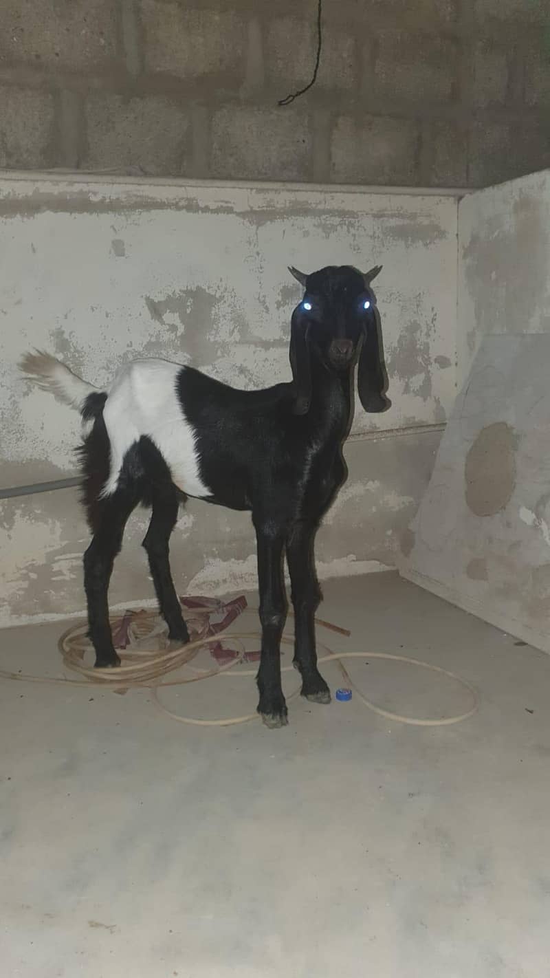 bakra 0