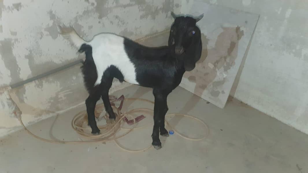 bakra 2