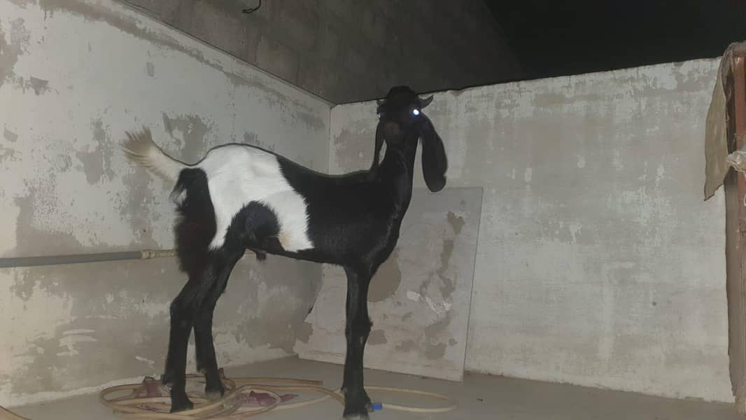 bakra 3