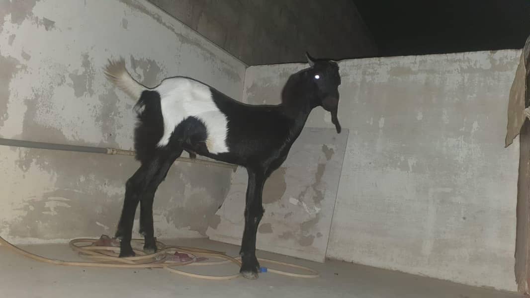 bakra 4