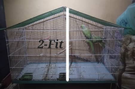 Green parrot Breeder Pair with Cage and Wooden Box.