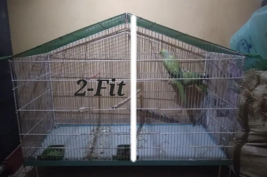 Green parrot Breeder Pair with Cage and Wooden Box.