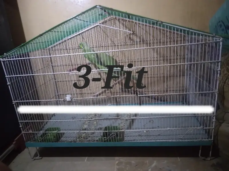 Green parrot Breeder Pair with Cage and Wooden Box. — photo 2