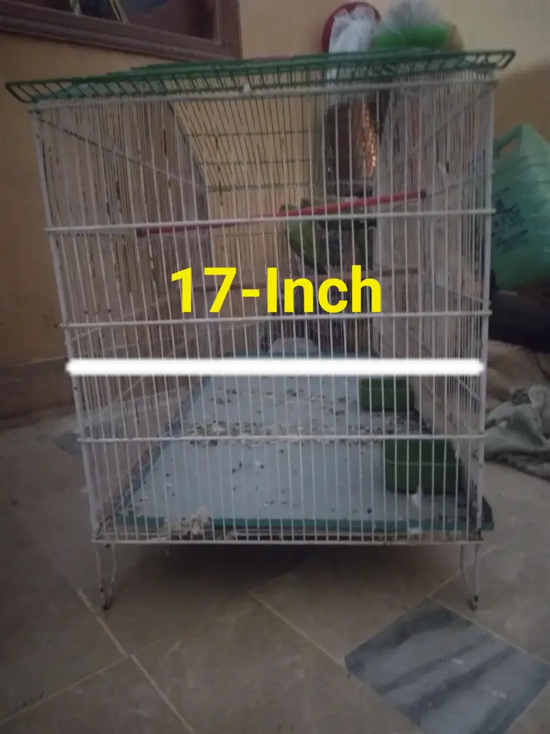 Green parrot Breeder Pair with Cage and Wooden Box. — photo 3