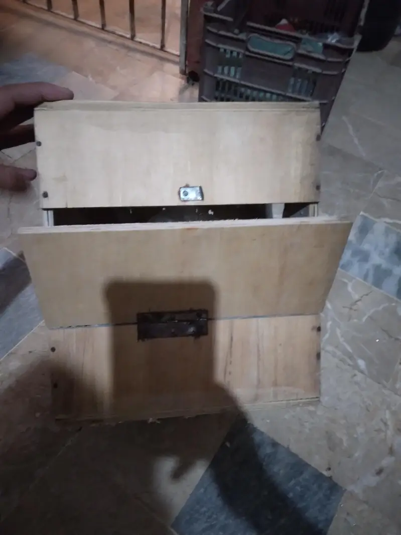 Green parrot Breeder Pair with Cage and Wooden Box. — photo 4