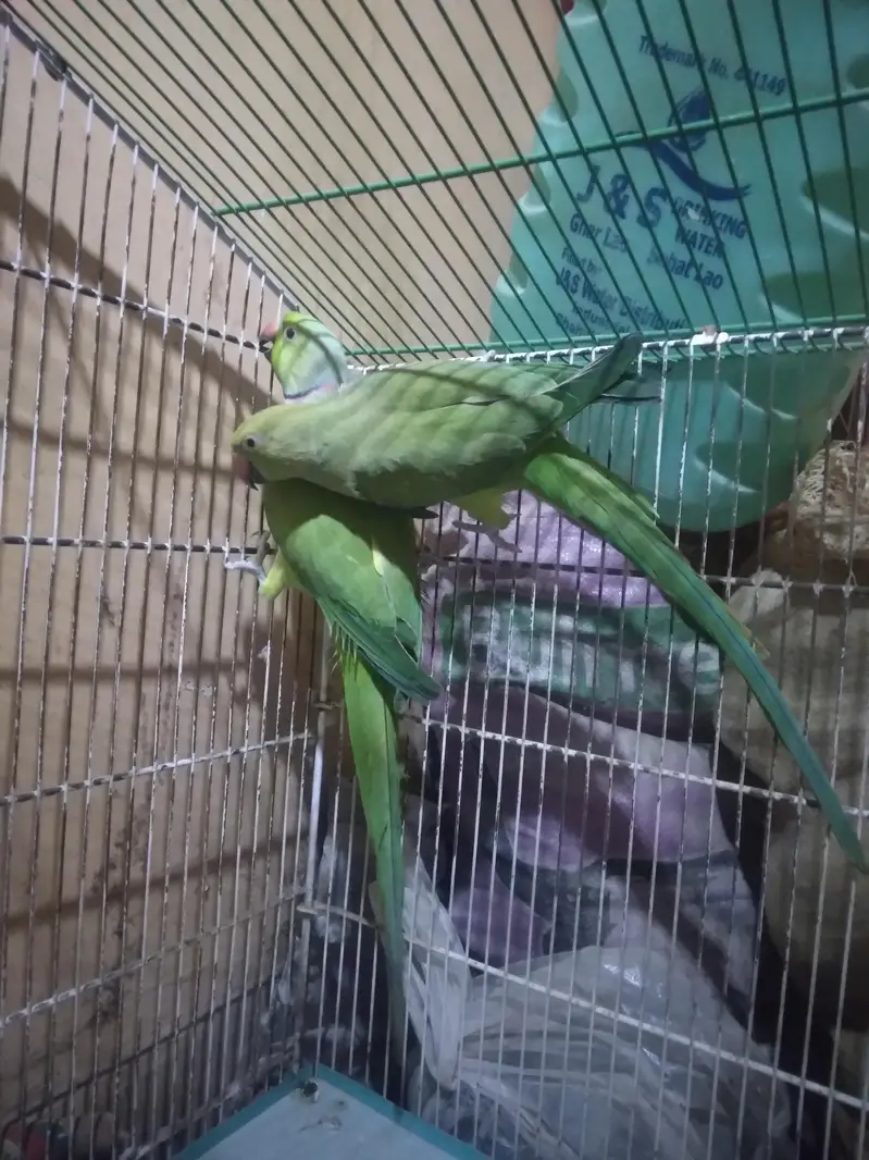 Green parrot Breeder Pair with Cage and Wooden Box. — photo 7