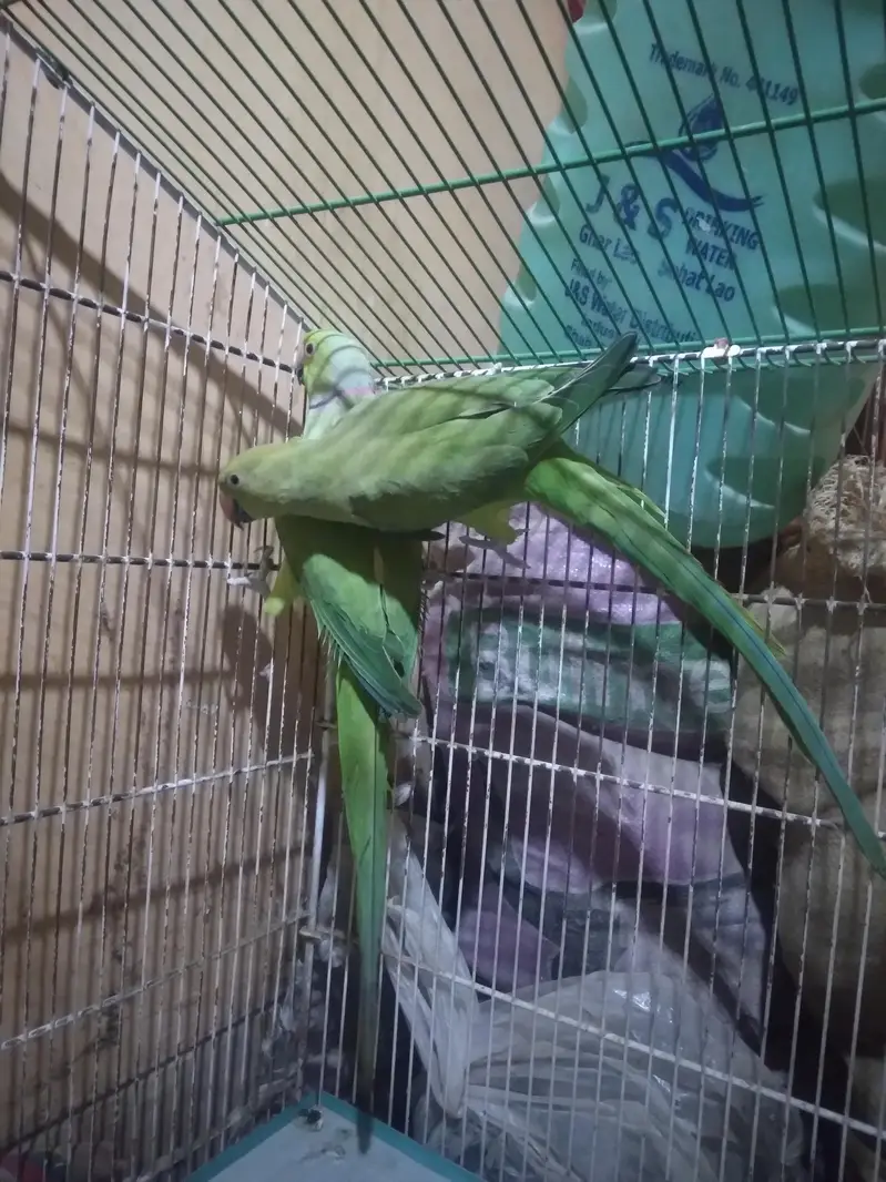 Green parrot Breeder Pair with Cage and Wooden Box. — photo 8