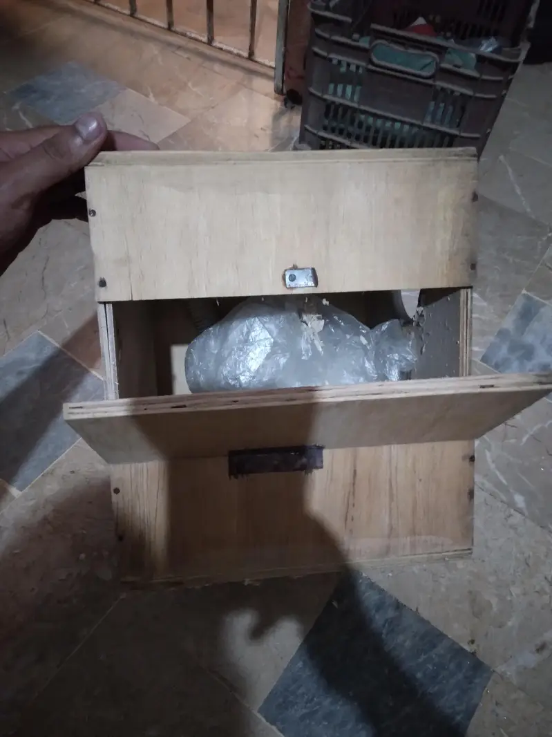 Green parrot Breeder Pair with Cage and Wooden Box. — photo 10