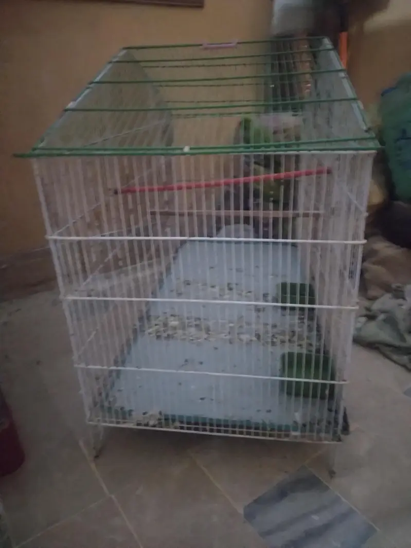 Green parrot Breeder Pair with Cage and Wooden Box. — photo 12