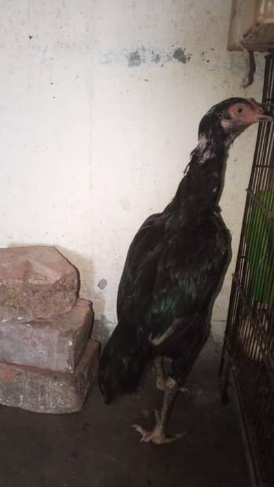 Aseel Murgi breeder sale now kmi beshi ho jay gi